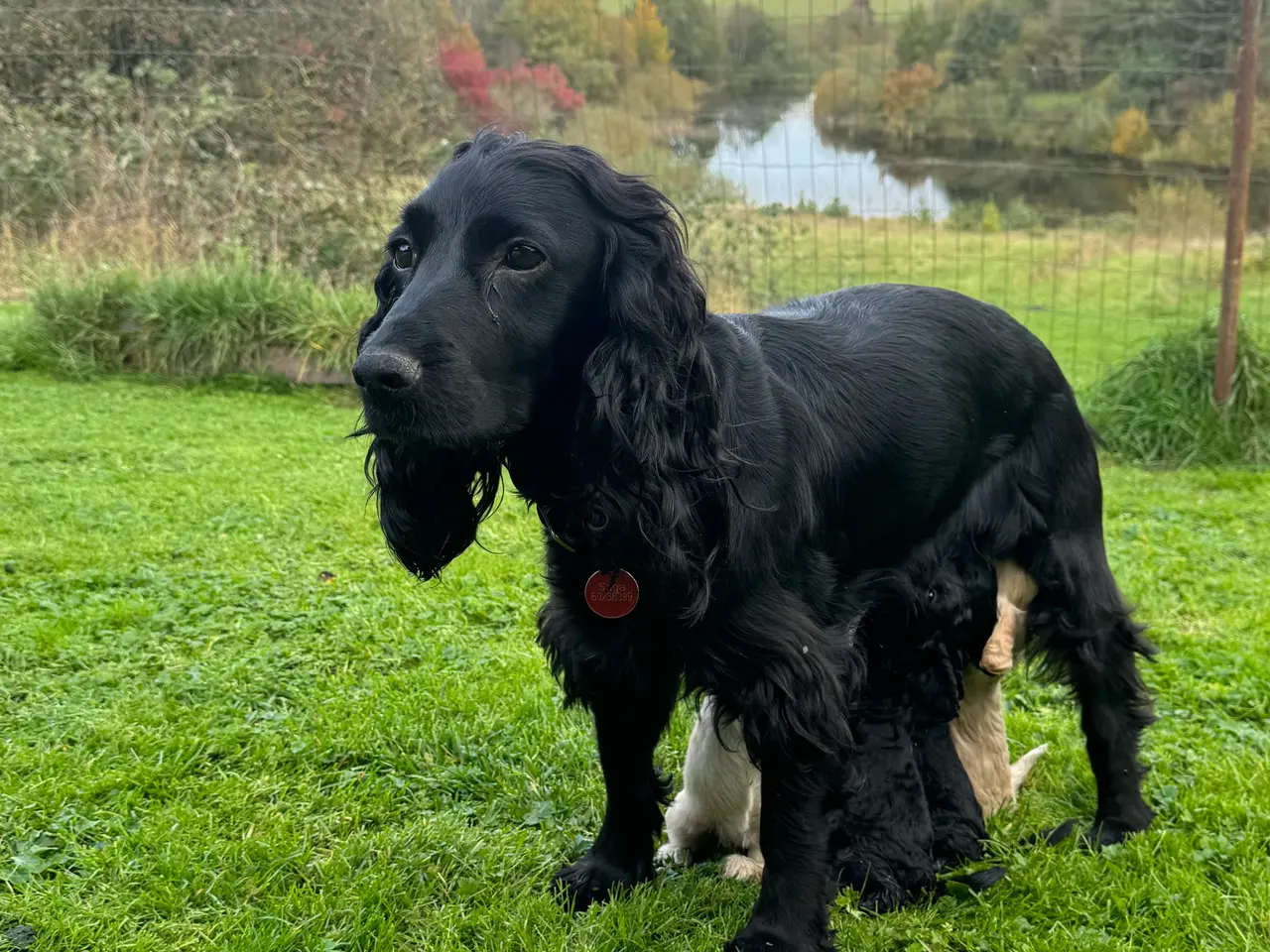 Billede 7 - Cockerdoodle / Cockapoo / Cockerpoo / Doodle hvalp