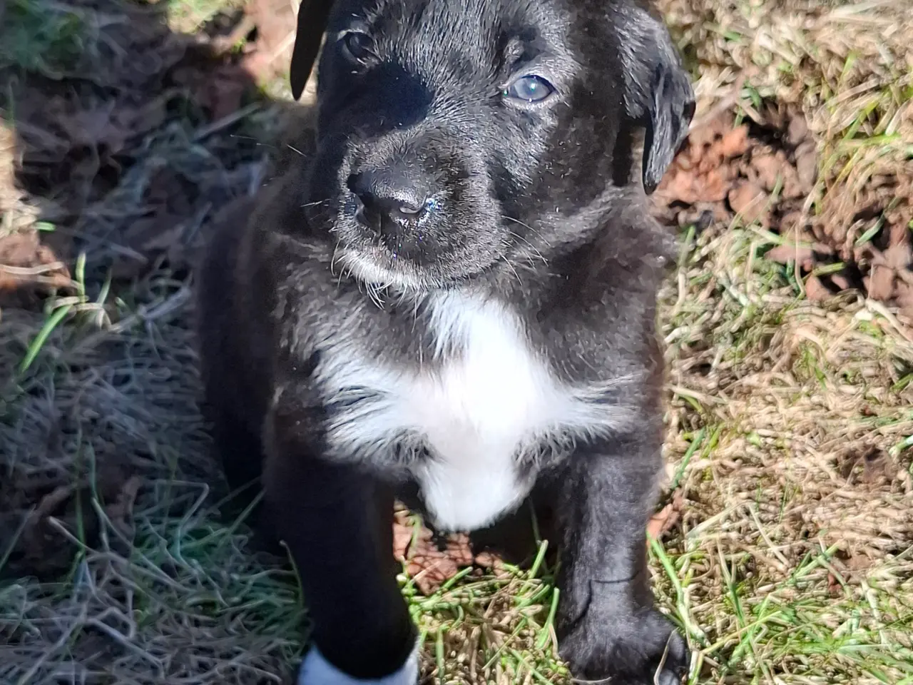 Billede 9 - Skønne LabCollie Hvalpe