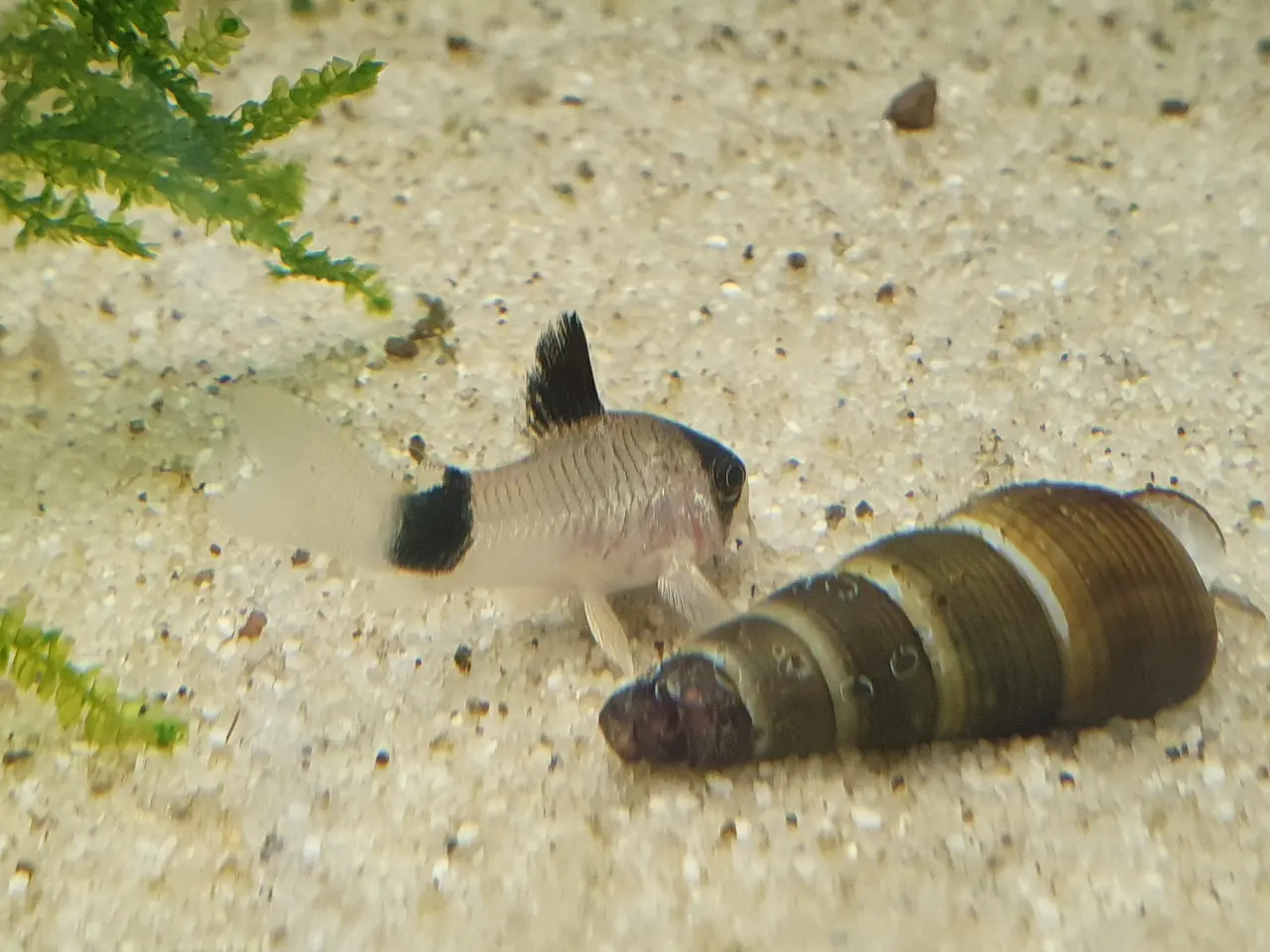 Billede 2 - 🐼🐟 CORYDORAS PANDA TIL SALG 🐟🐼