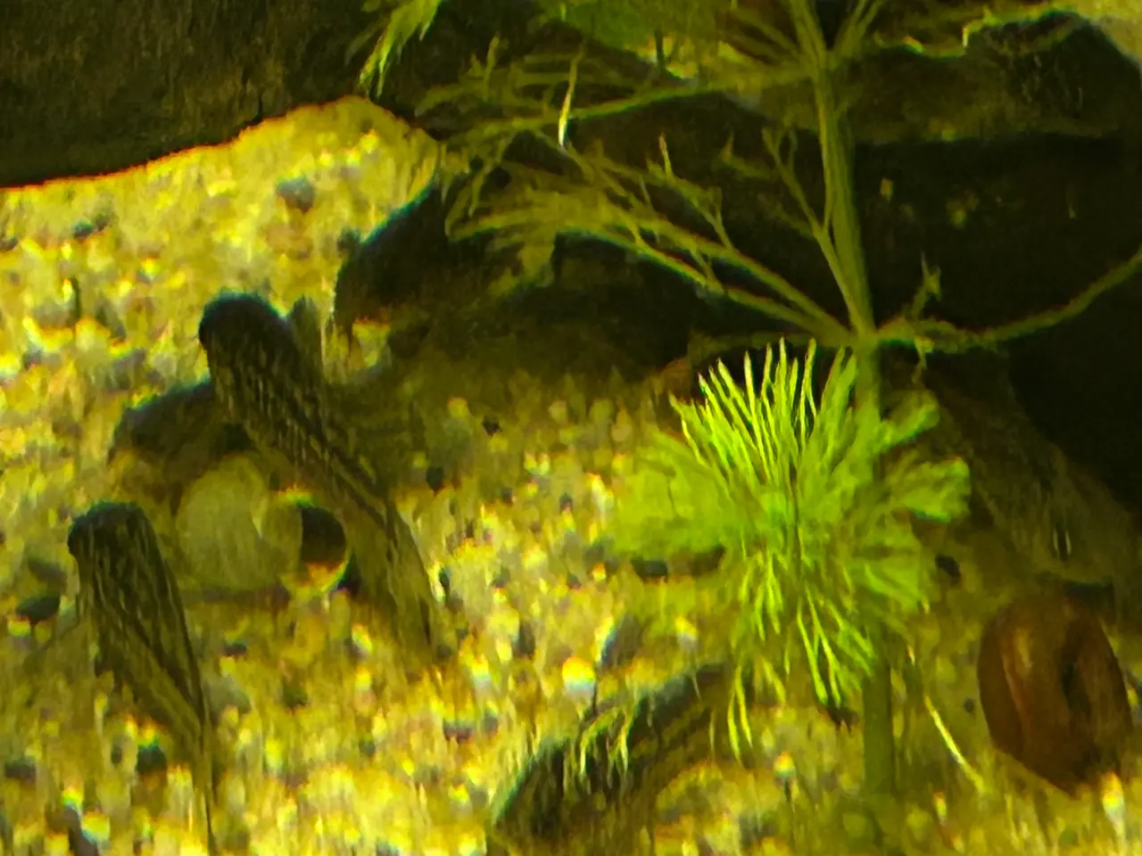 Billede 3 - 🐠✨ Nannus pansermaller – Fredelige bundfisk 