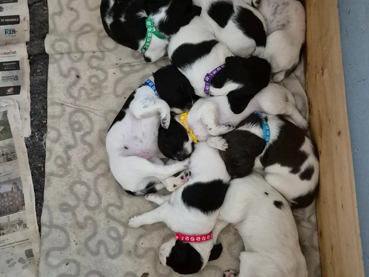 Billede 1 - F.T Engelsk Springer Spaniel hvalpe