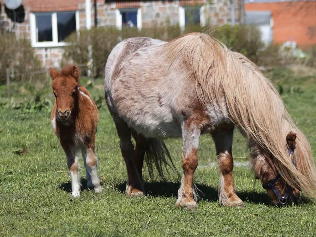 Billede 4 - Dejligt shetlandspony hoppeføl 