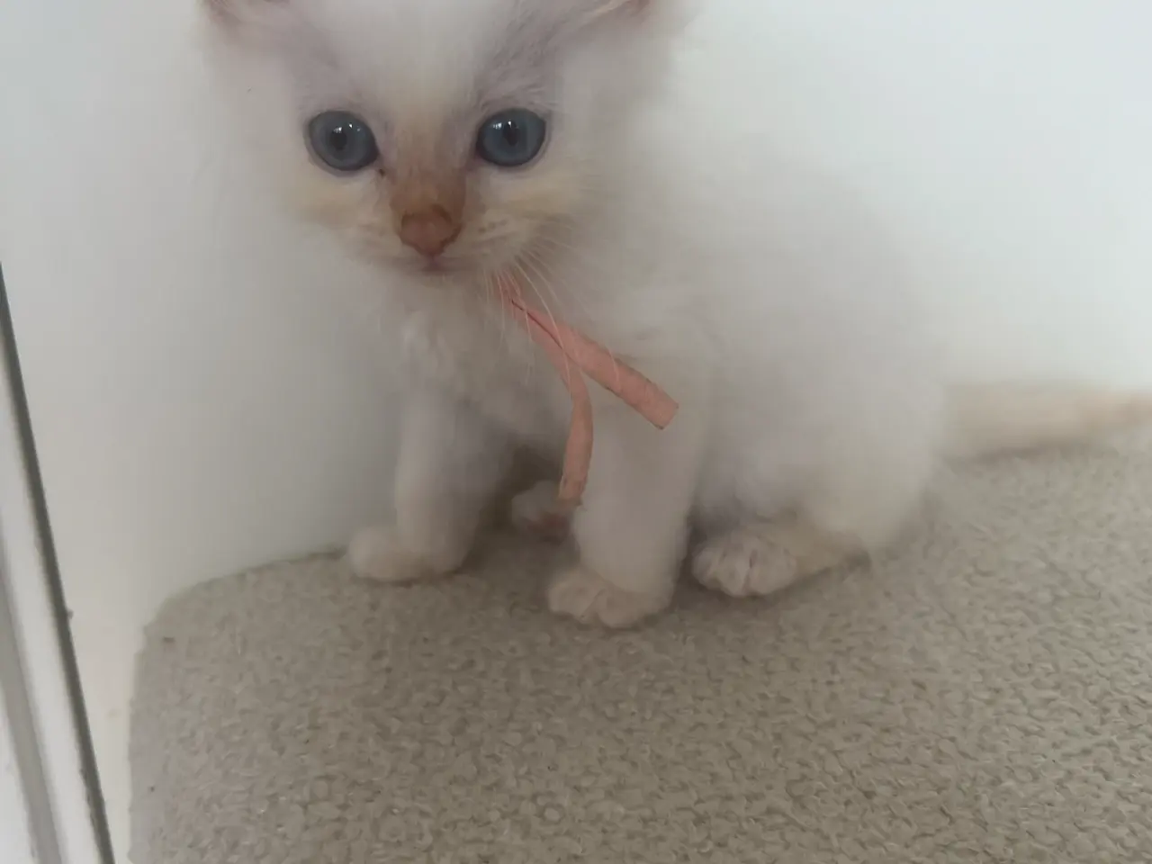 Billede 4 - Ragdoll/maine coon