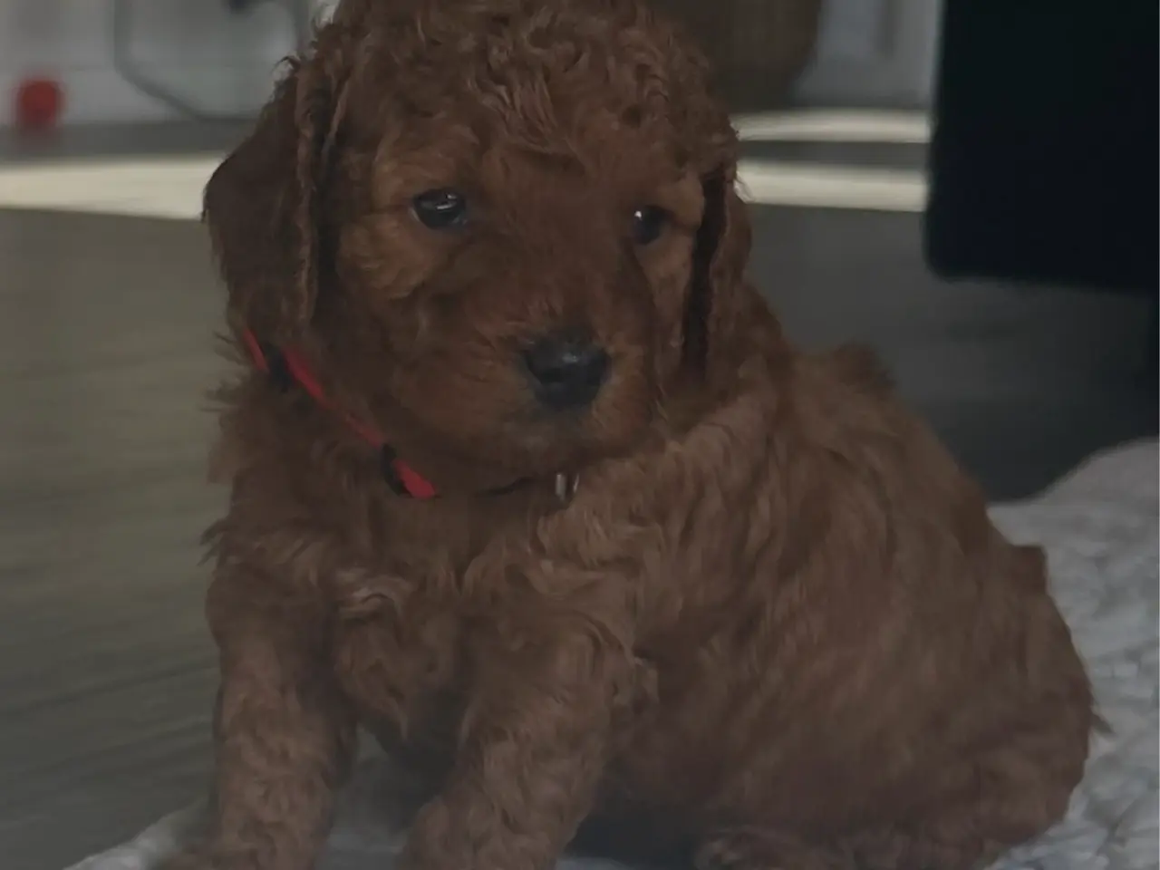 Billede 2 - Cockapoo pige sælges 5 uger 🧸🐶🌸