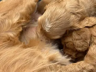 🐶❤️ 6 SKØNNE COCKERPOO-HVALPE SØGER KÆRLIGE HJEM - 3