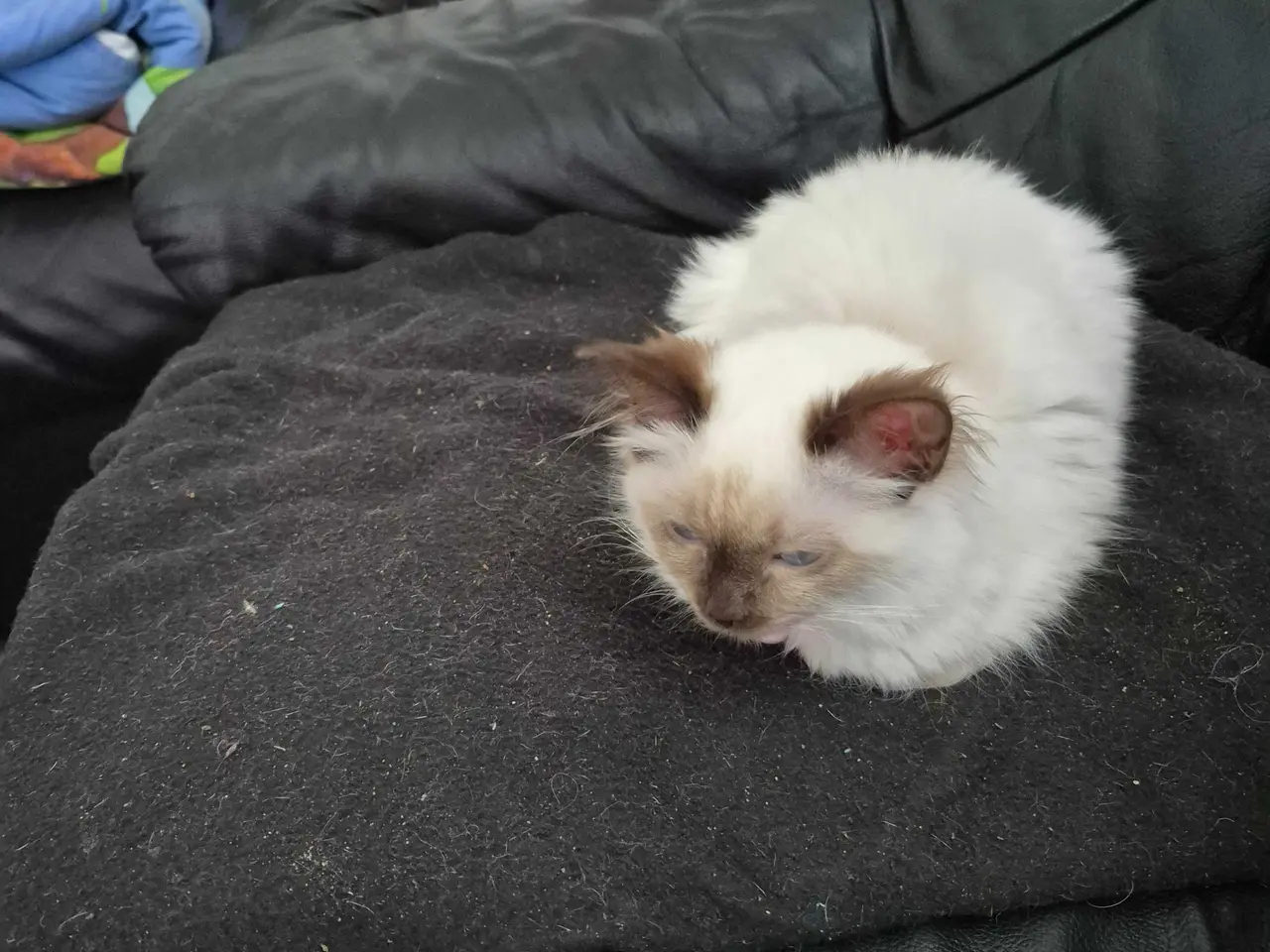 Billede 2 - Ragdoll hun killing