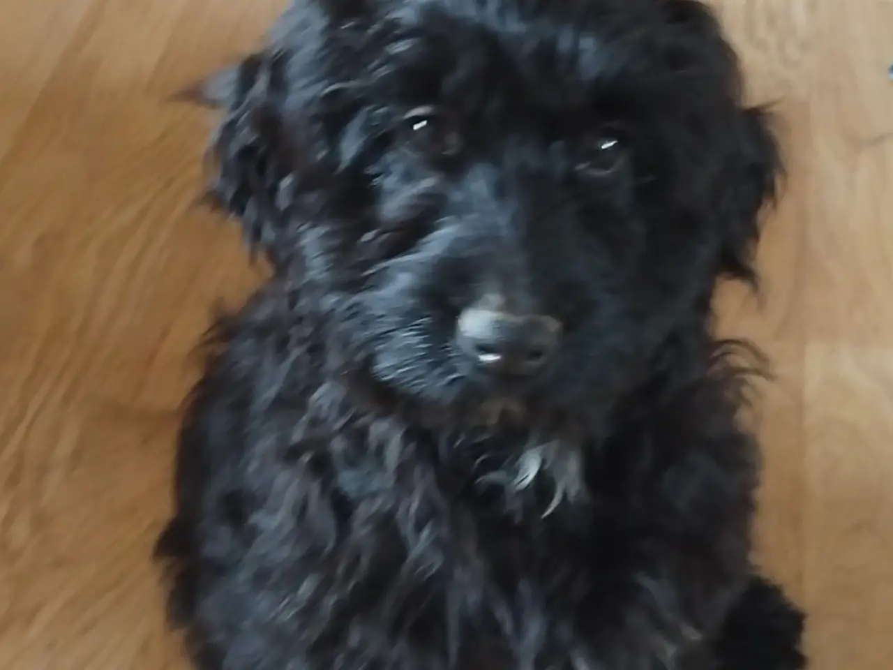 Billede 1 - Sødeste Cockapoo