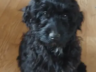 Sødeste Cockapoo 