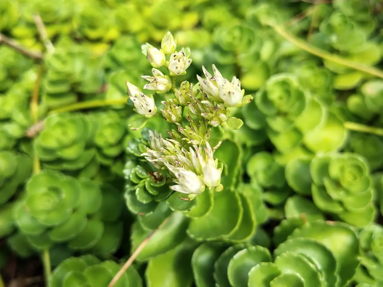 Billede 1 - Stenurt (Sedum spurium 'Album') i potte