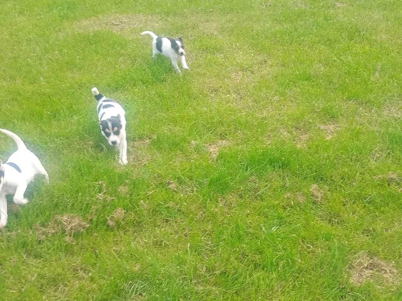 Billede 3 - Dansk svensk gårdhund hvalpe 