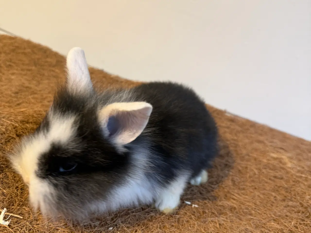 Billede 4 - Sød kaninpige søger nyt hjem 🐰❤️