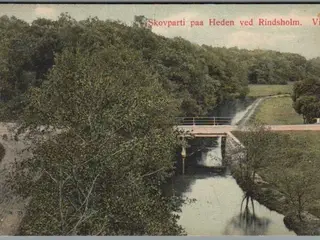 Skovparti paa Heden ved Rindsholm - Viborg - Postkort - Brugt