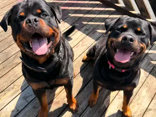 Ægte rottweilerhvalp - 3