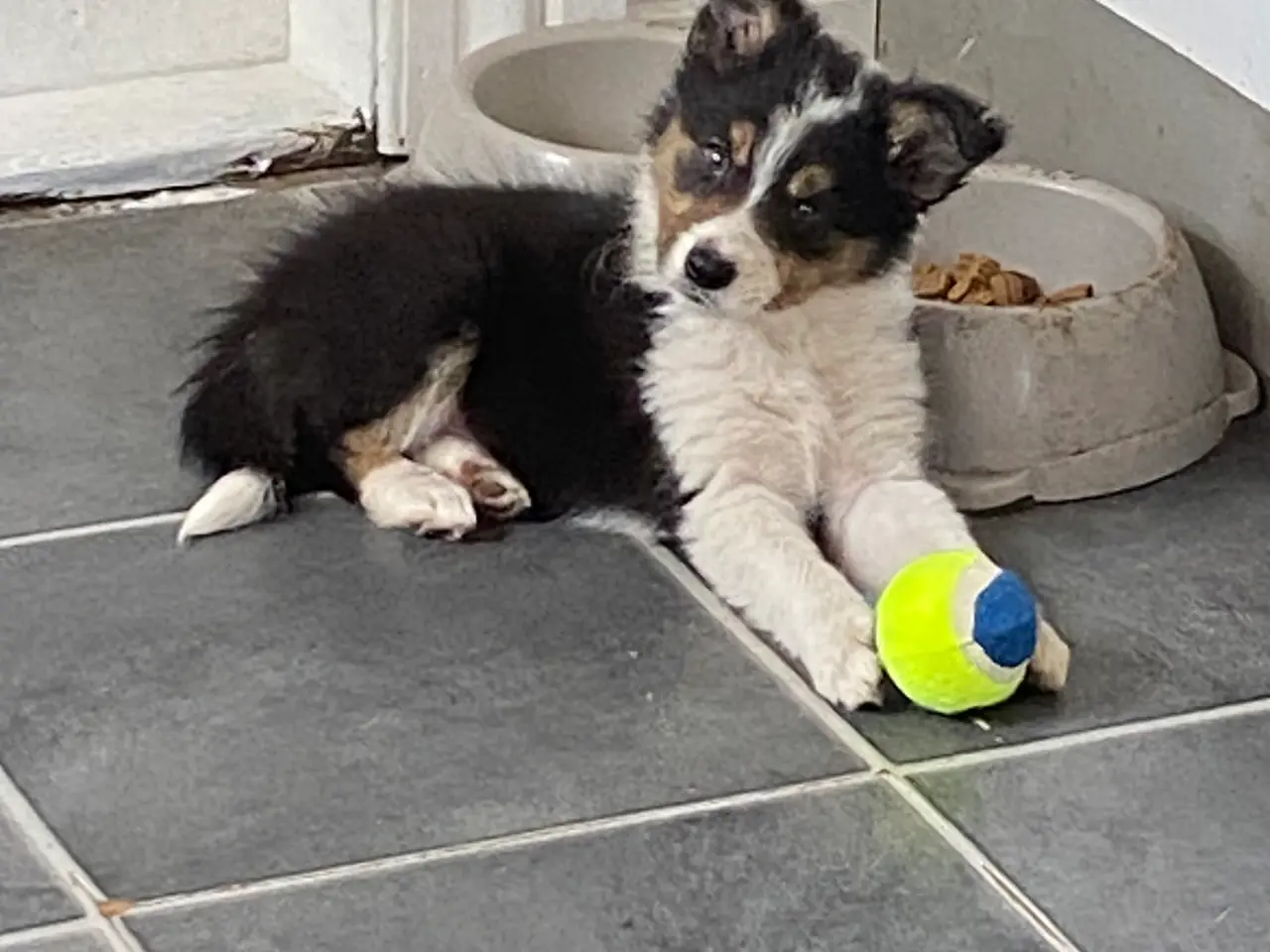 Billede 2 - Border Collie