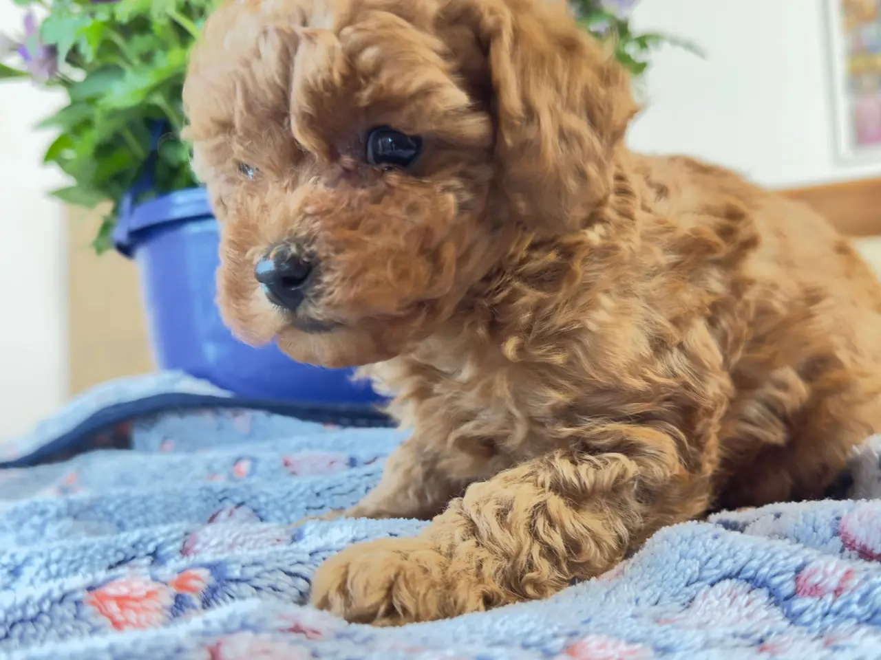 Billede 2 - Teacup/Toy puddel