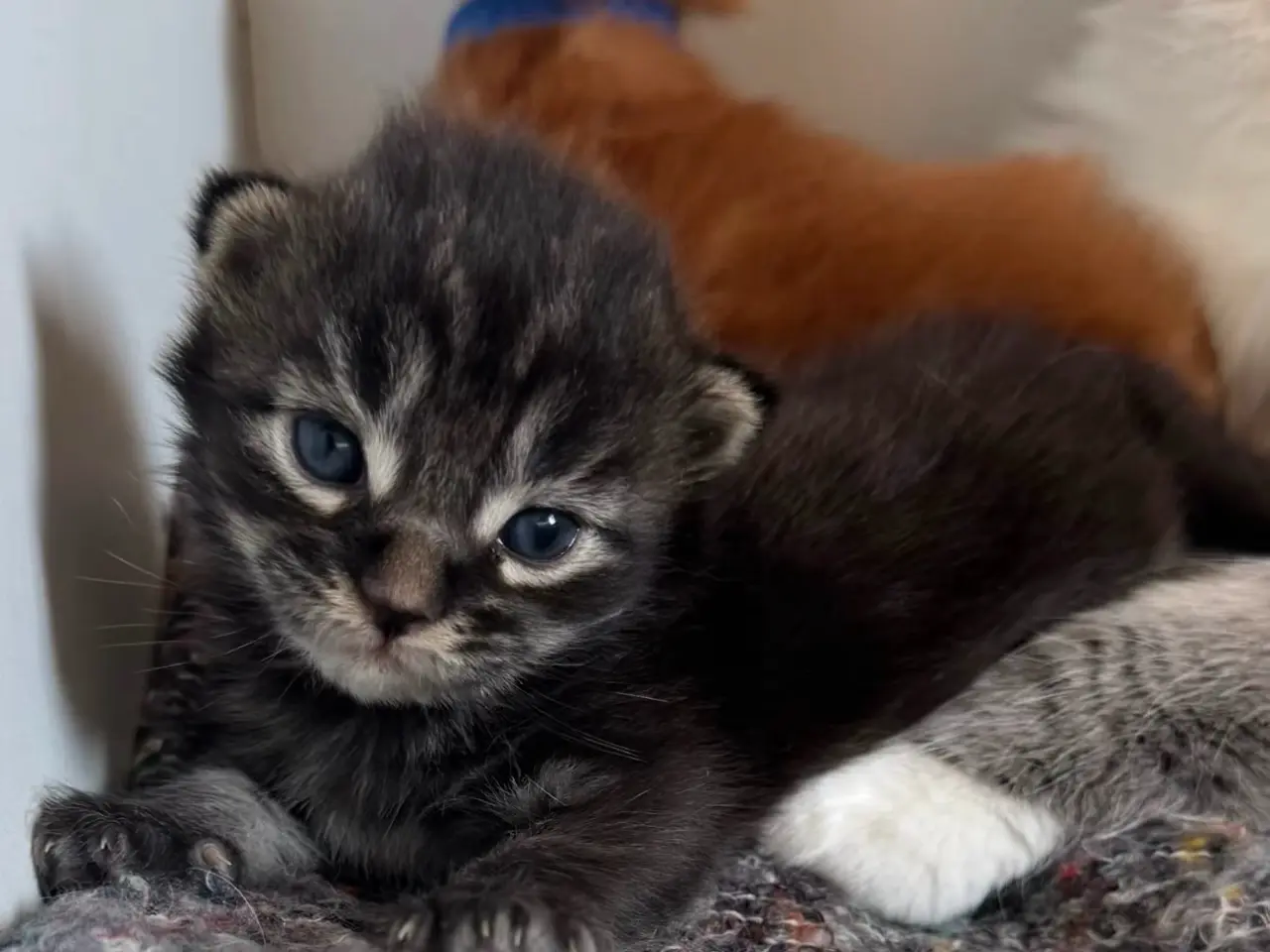 Billede 3 - Maine Coon killing