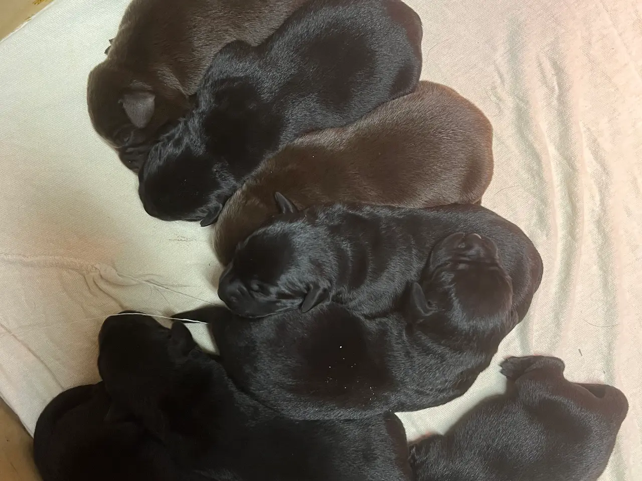 Billede 2 - Labrador hvalpe