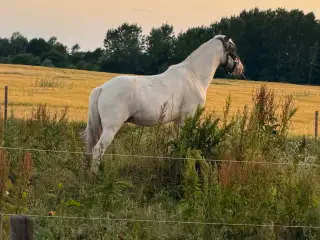 Dejlig vallak sælges 