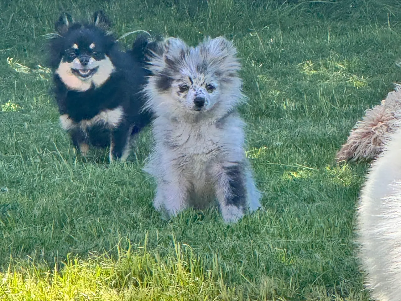 Billede 5 - Pomchi pige