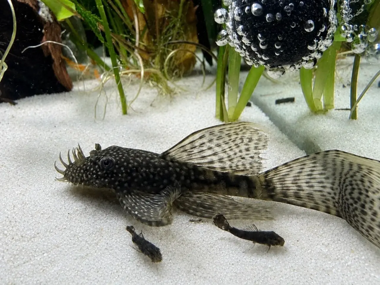 Billede 3 - 🖤Ancistrus / Bristlenose Pleco Longfin – Unger 