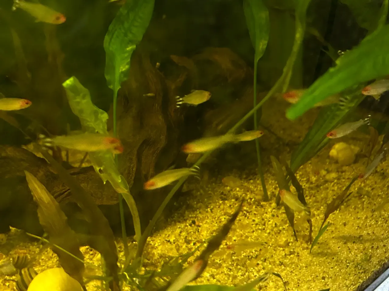 Billede 9 - 🔥🐟 Rødnæsetetra – perfekte stimefisk til akvarie