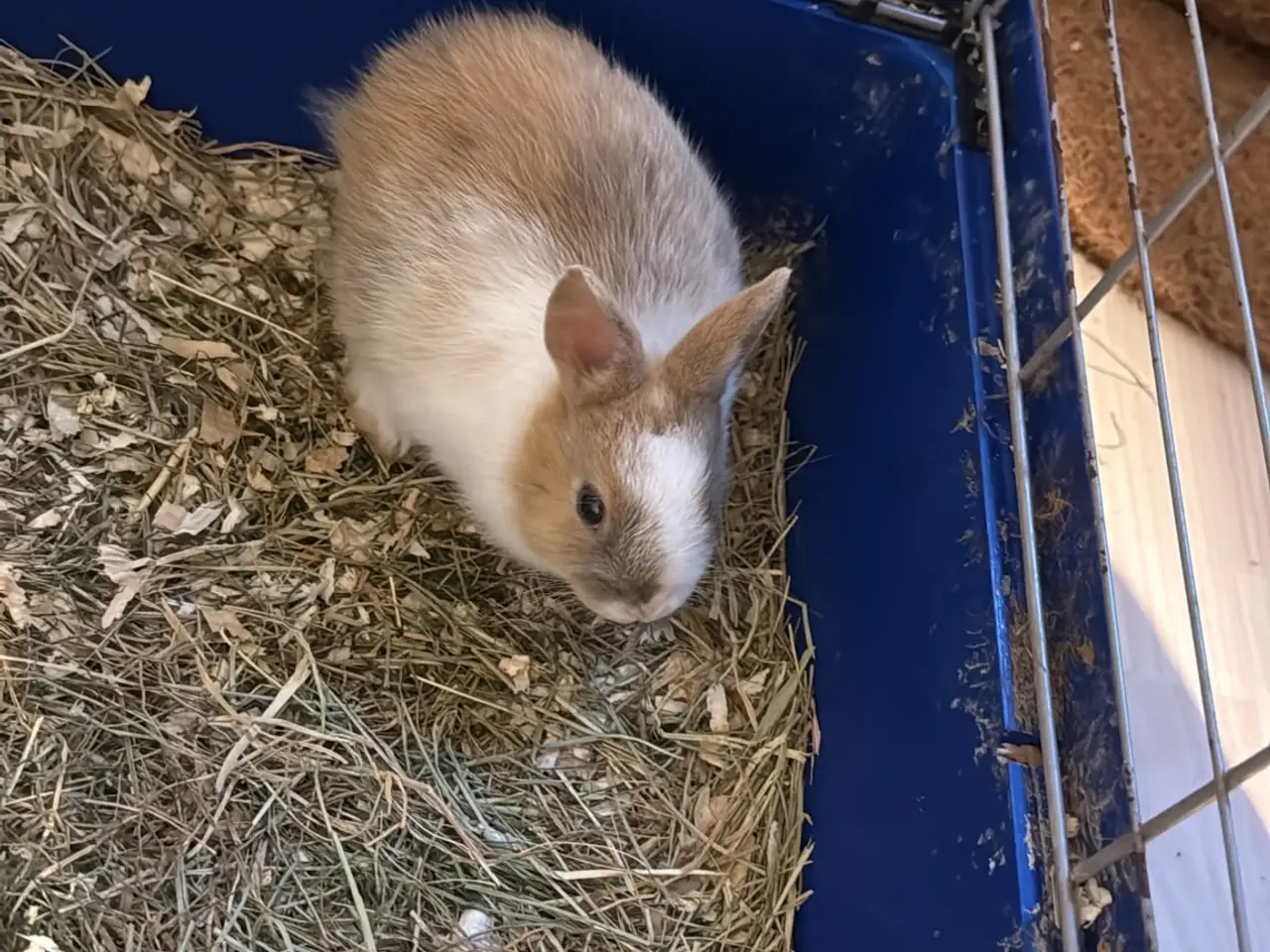 Billede 4 - Sød lille mini lop / dværgvædder kanin🐇🐰