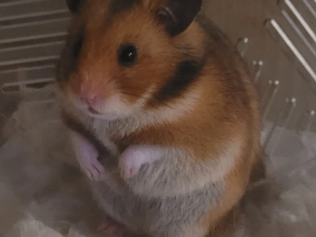 Billede 1 - Guldhamster