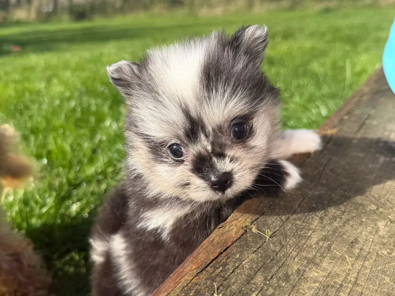 Billede 2 - Pomchi dreng !
