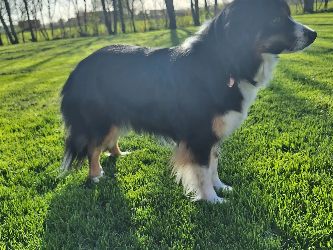 Billede 9 - Miniature American Shepherd hvalpe