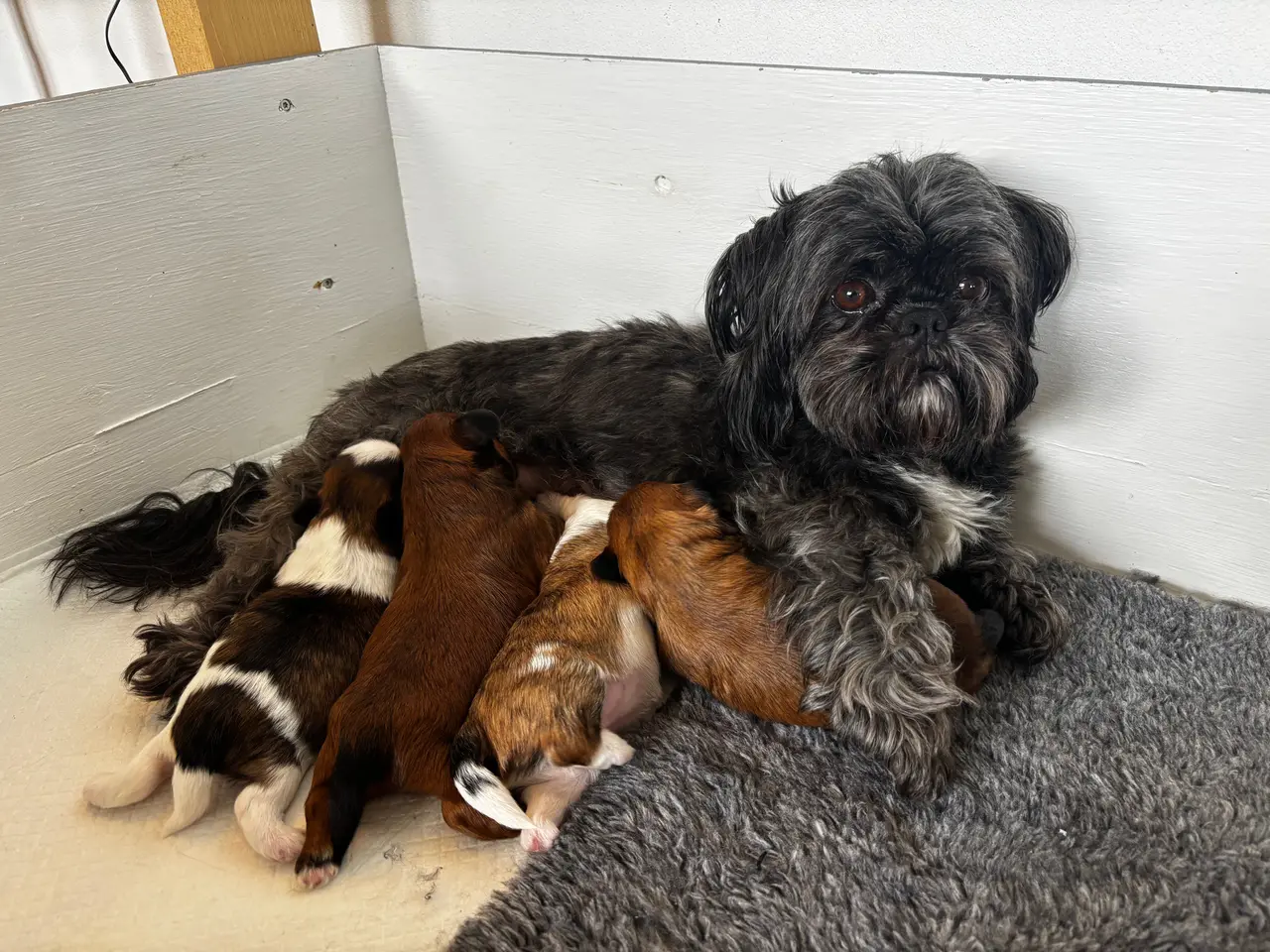 Billede 1 - Shih Tzu og Lhasa Apso