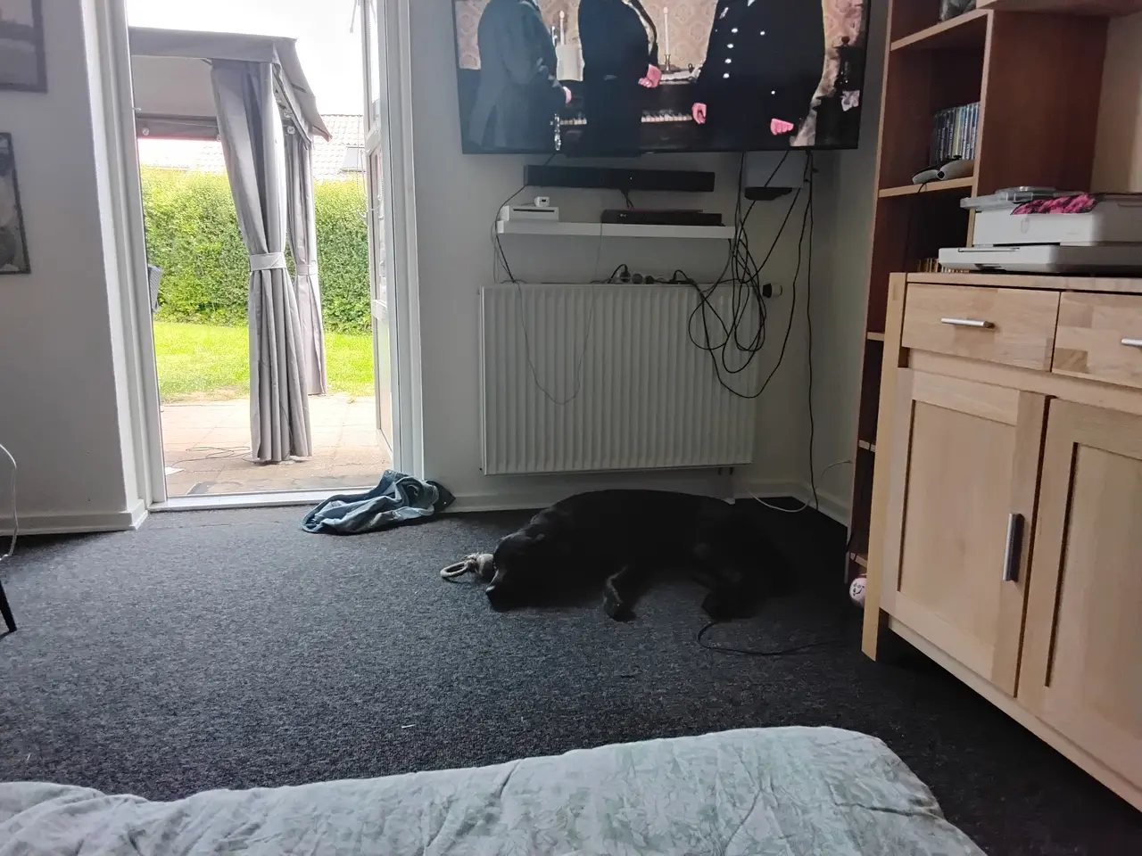 Billede 1 - Labrador retriver