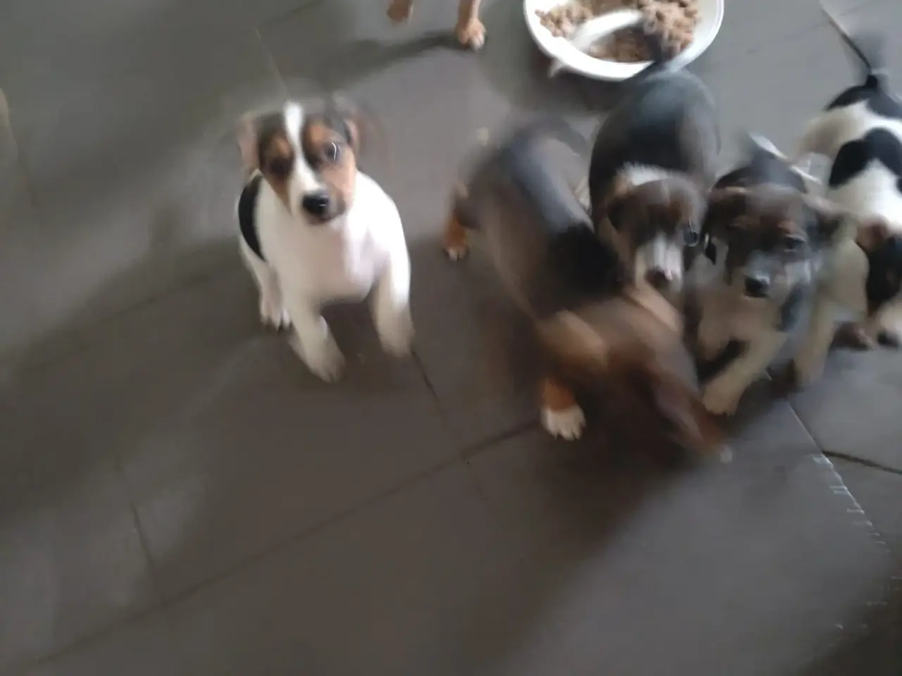 Billede 2 - Dansksvenskgårdhund/ gravhund