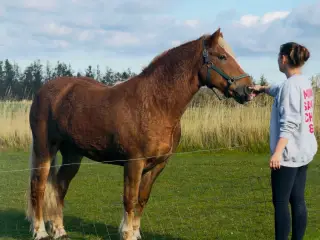 🐴 Nero søger sit nye 5⭐️ hjem ❤️