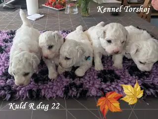 Bichon Frise hvalpe