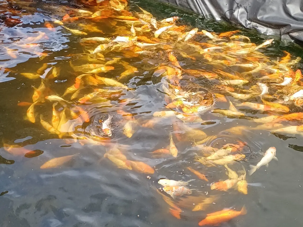 Billede 10 - Koi 20-24 cm