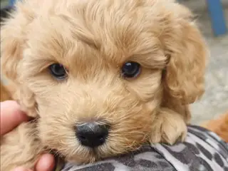 Doodle / cockapoo hvalpe