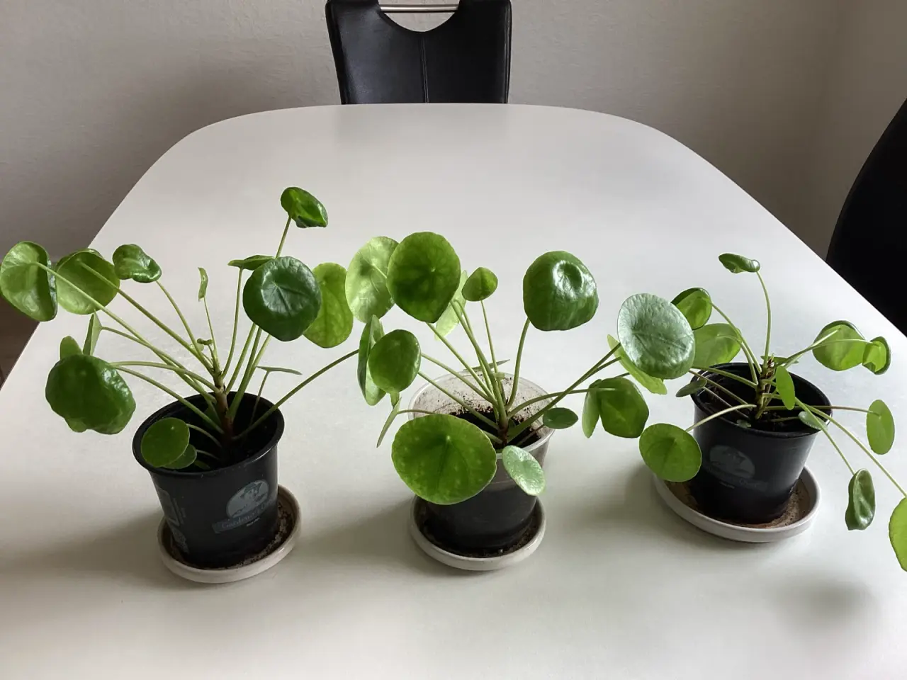 Billede 1 - Store pilea planter