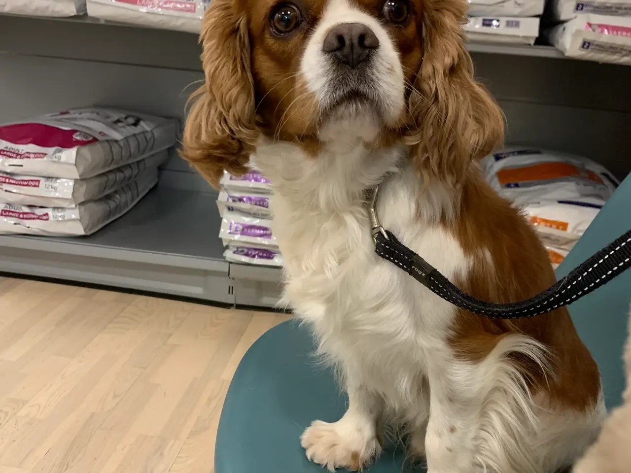 Billede 20 - De smukkeste F1 Cavapoo babyer