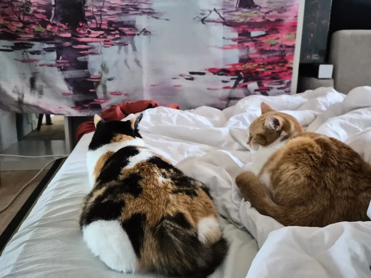 Billede 8 - Cats looking for new loving forever home