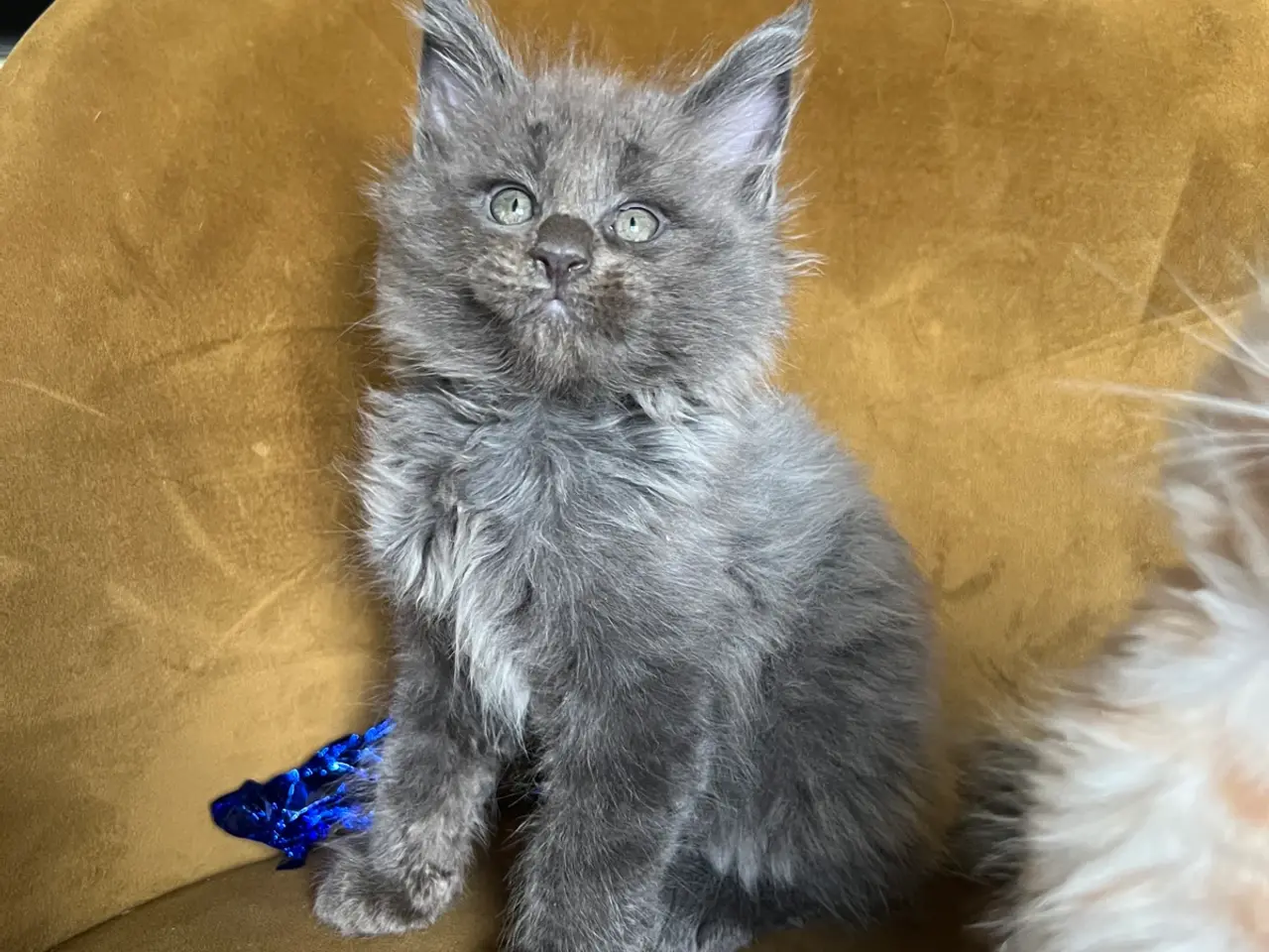 Billede 4 - Mainecoon killinger søger nye hjem