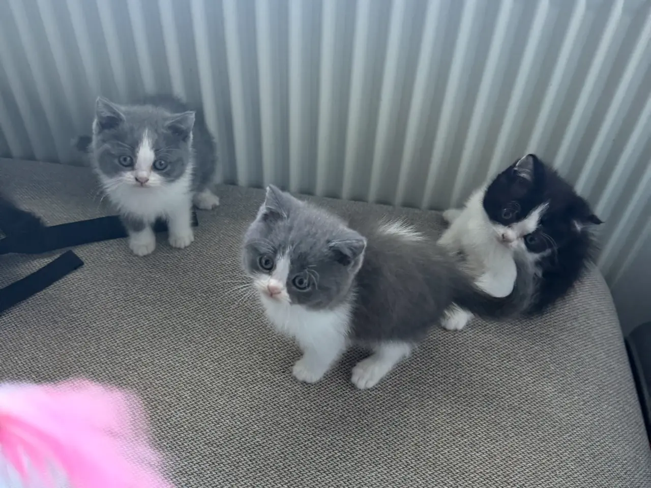 Billede 7 - British shorthair x ragdoll sælges