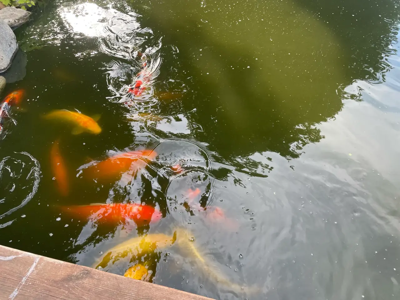 Billede 8 - Koi karper 20 til 45 cm