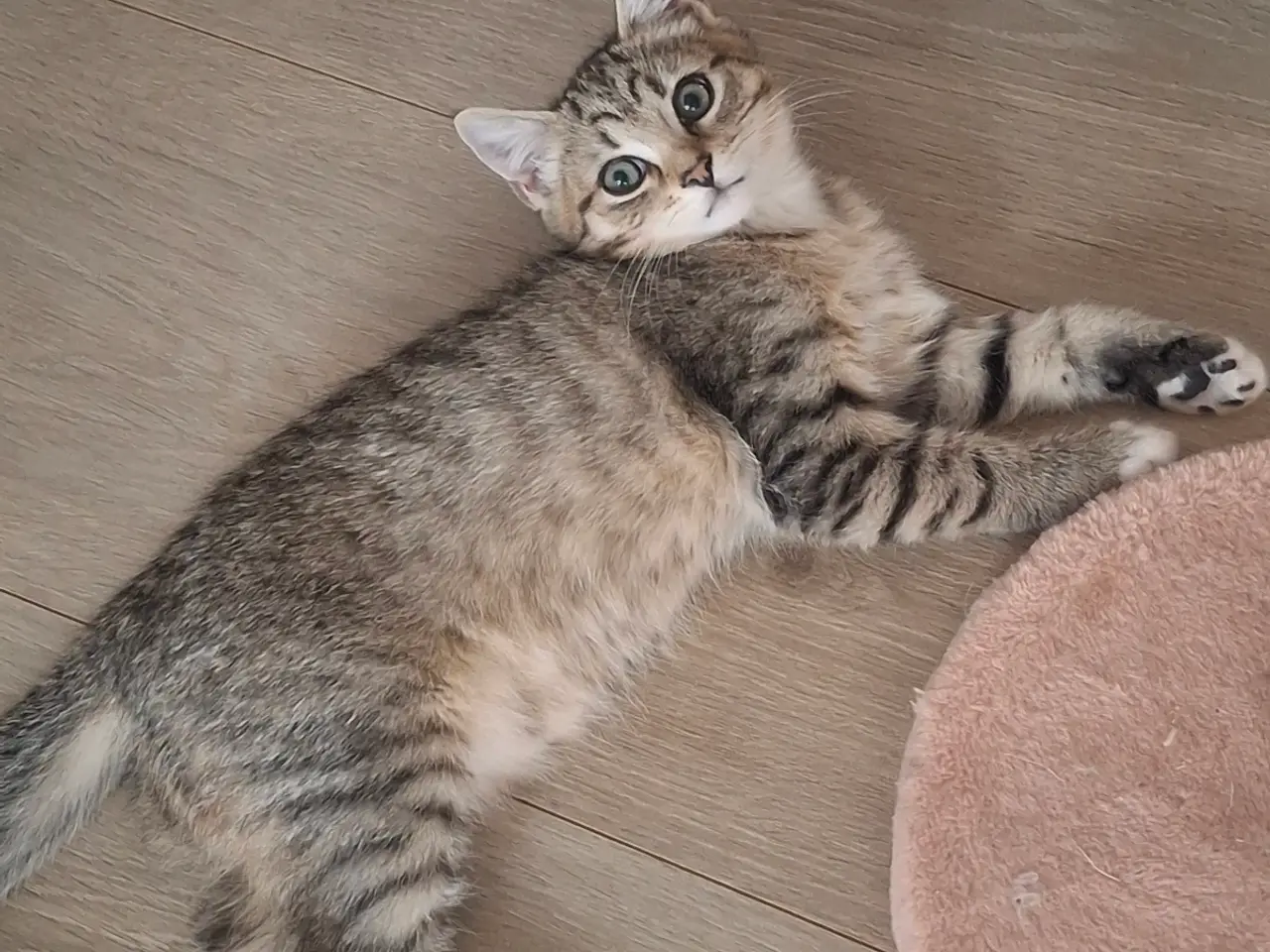 Billede 4 - British Shorthair 
