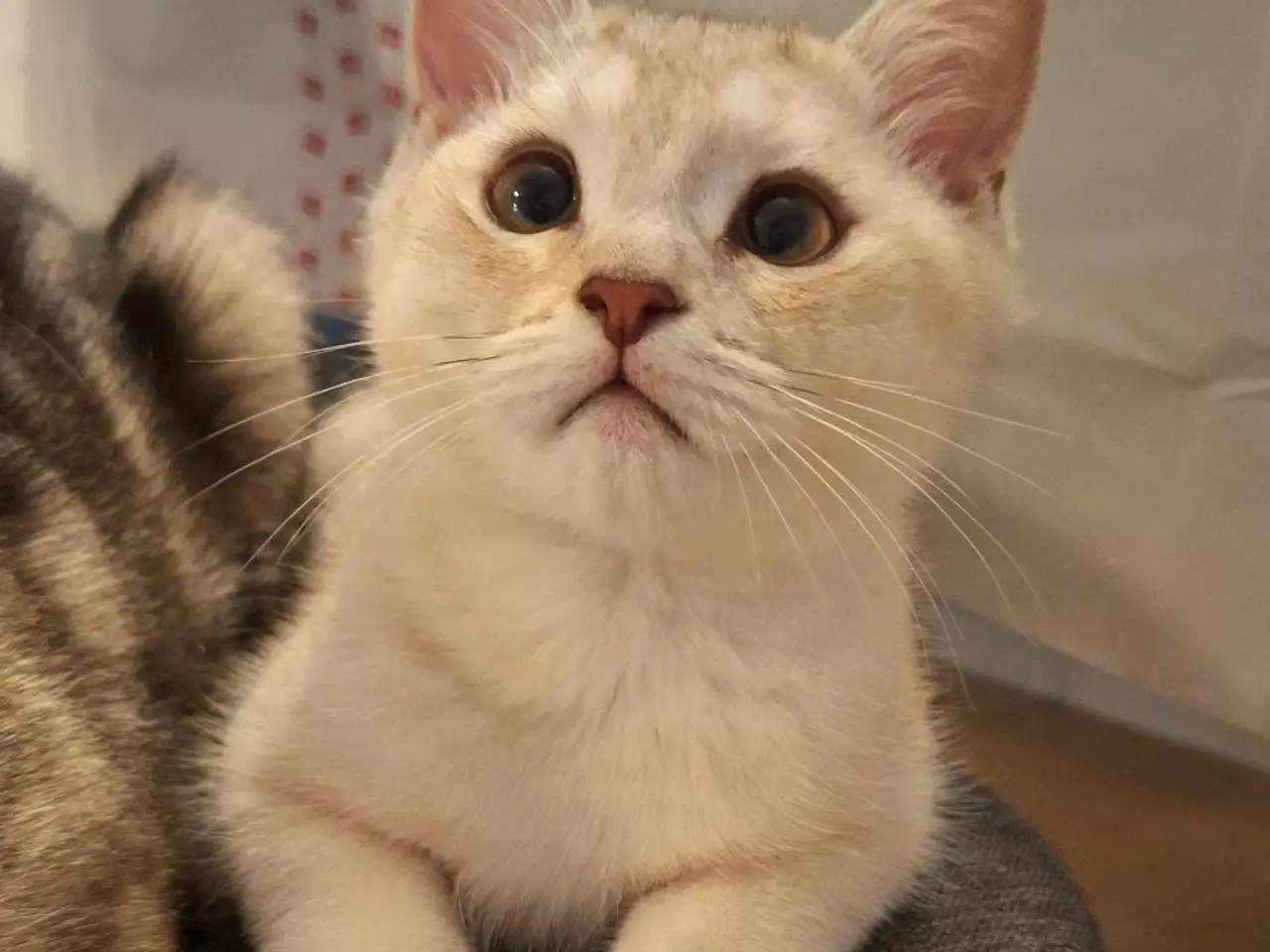 Billede 4 - 🔥 British shorthair🔥