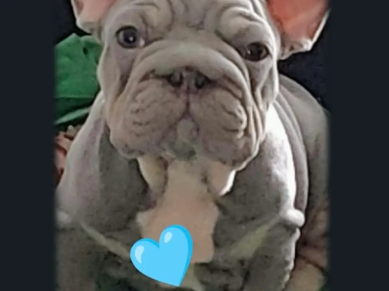 Billede 12 - Fransk Velvet bulldog dreng.