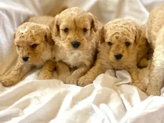 Cavapoo hvalpe
