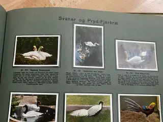 Glansbilleder