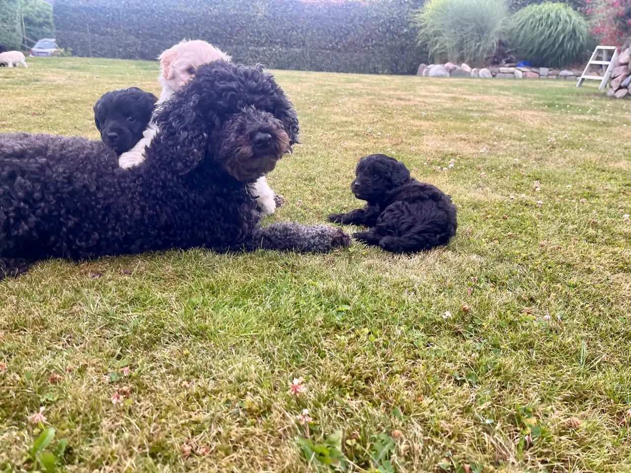 Billede 9 - ✨ Cavapoo-hvalpe søger et kærligt hjem ✨