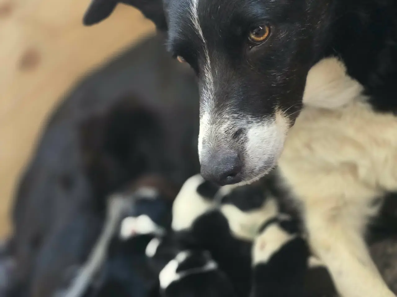 Billede 1 - Border Collie Hvalpe søger deres nye drømmehjem