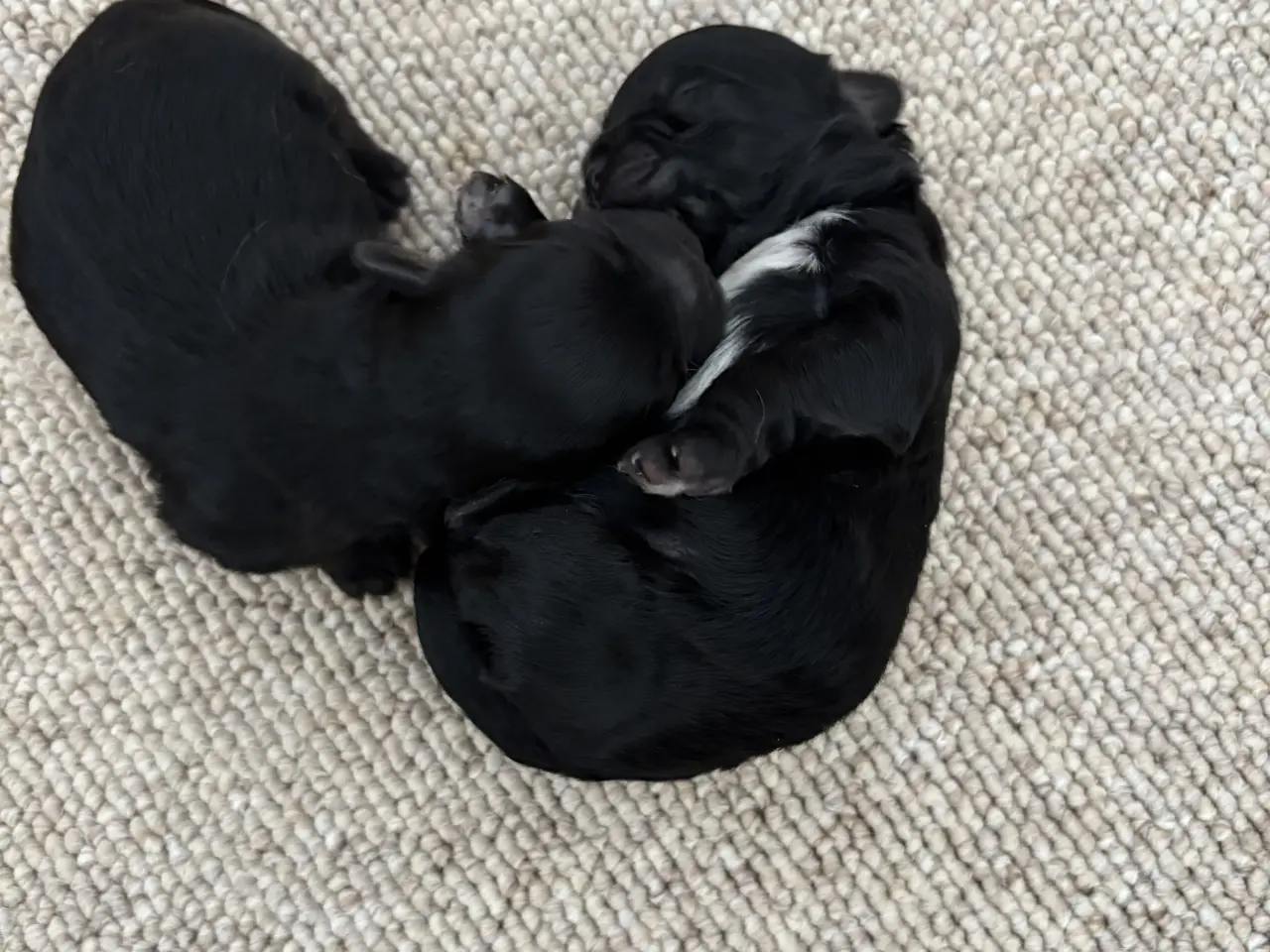Billede 10 - 🐾 Shih-Poo hvalpe – 2 kærlige drenge klar til ny